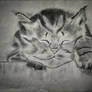 Kitten3