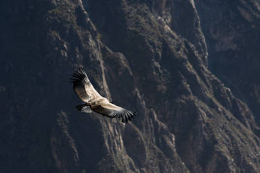 Colca's Condor