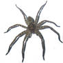 Spider Stock png