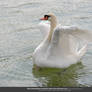 Prancing Swan I