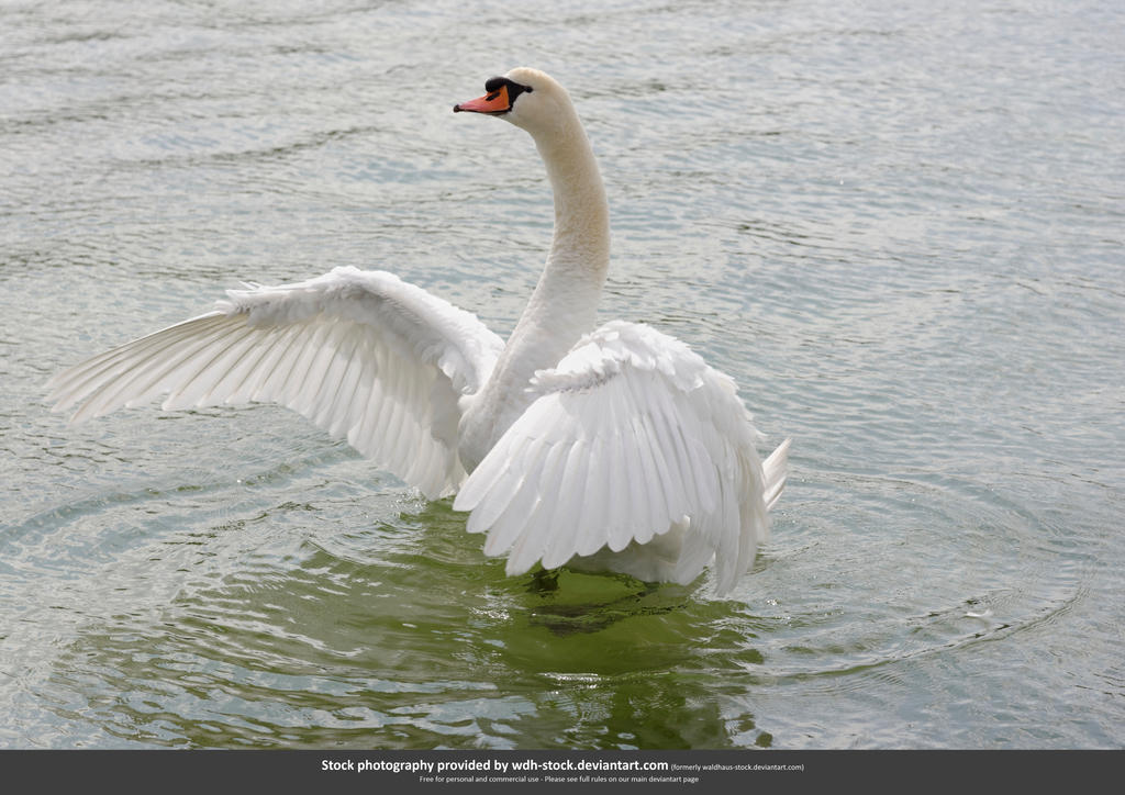 Prancing Swan II