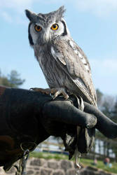 South African Owl