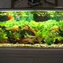 142 Gallon-540 L Goldfish tank