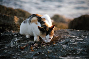 Hungry Cat In Nature