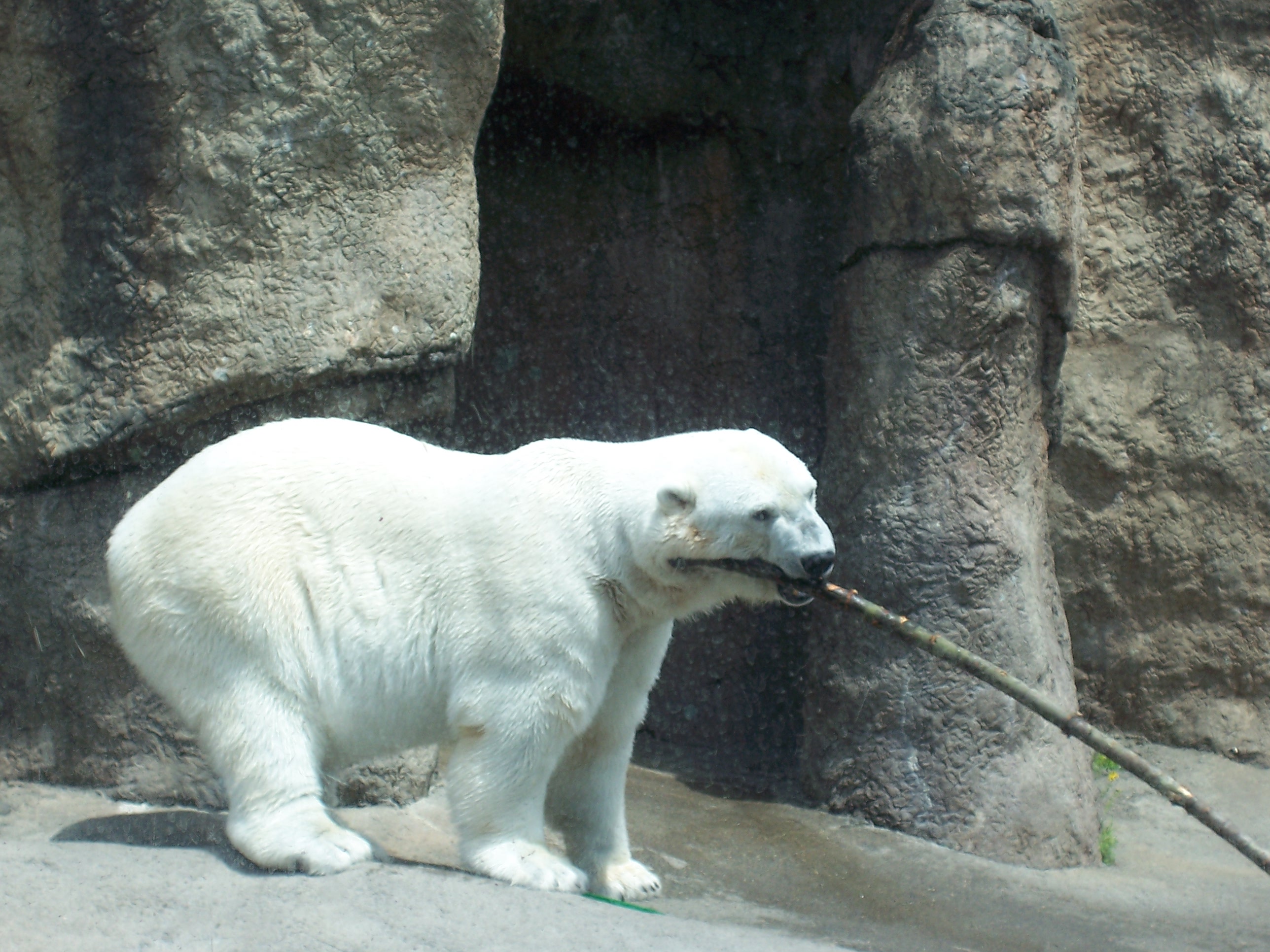 The Polar Bear