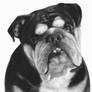Custom Dog Portrait from Your Photo - 9x13 in