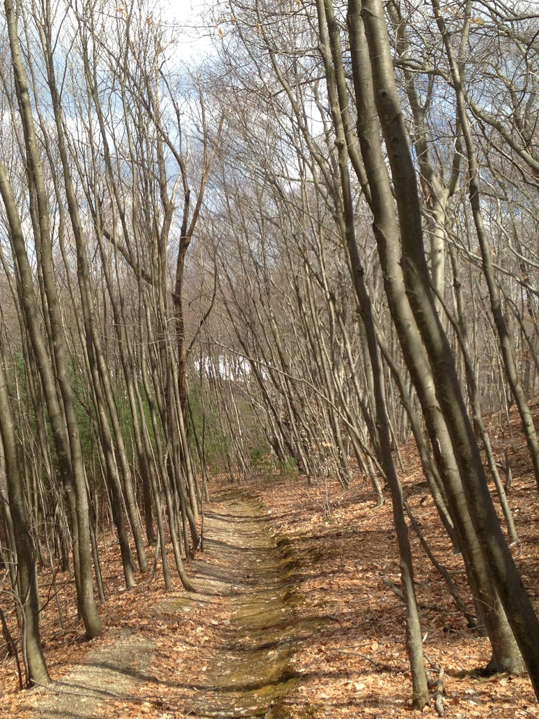 Slanted trees by Timmybits8 on DeviantArt