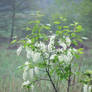 White flowers [2]