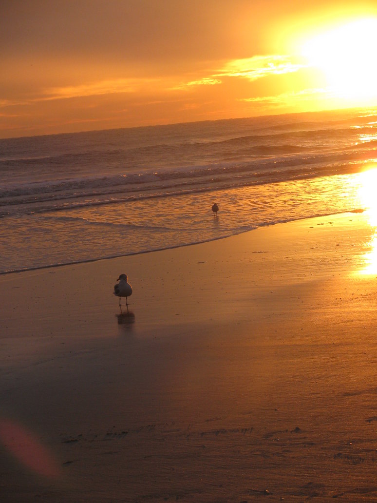 Birds on the Beach