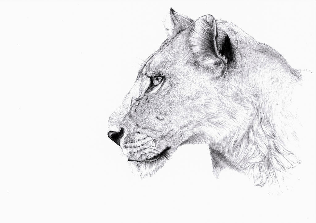 Lioness Line Drawing Lioness Drawing Images – Browse 13,689 Stock