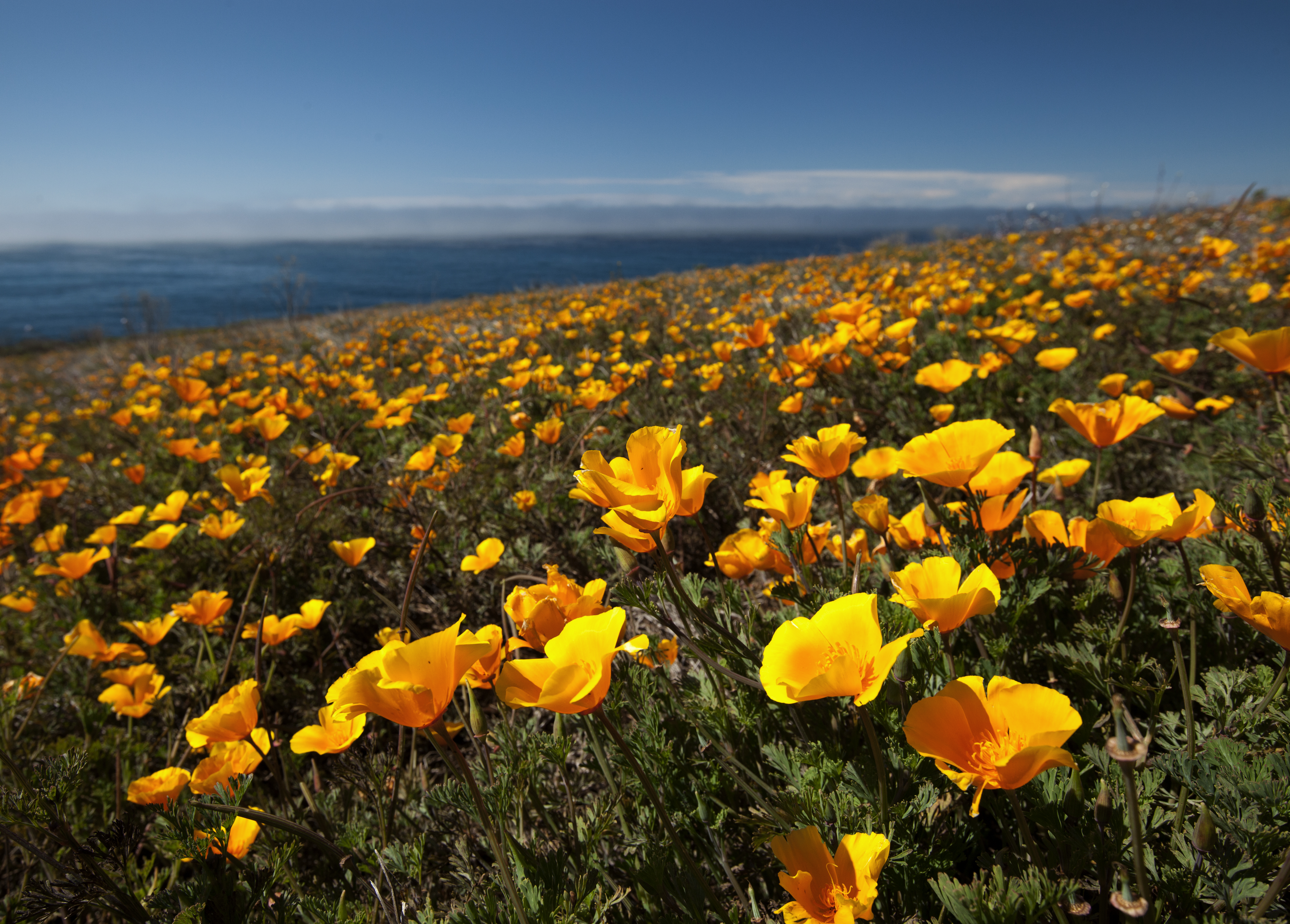 Poppies at the Beach