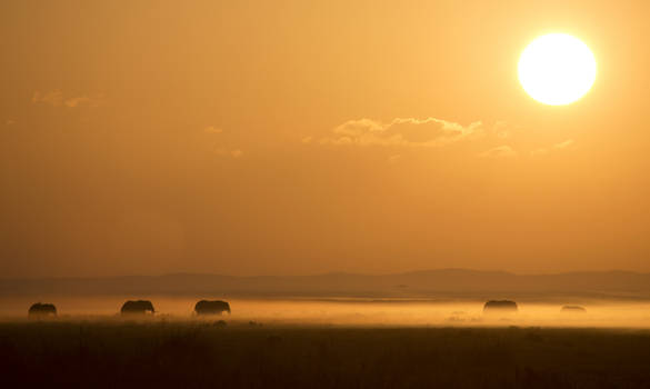 Serengeti Sunset