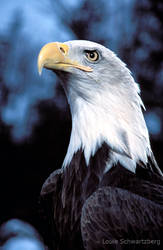 Fierce: Alaskan Bald Eagle
