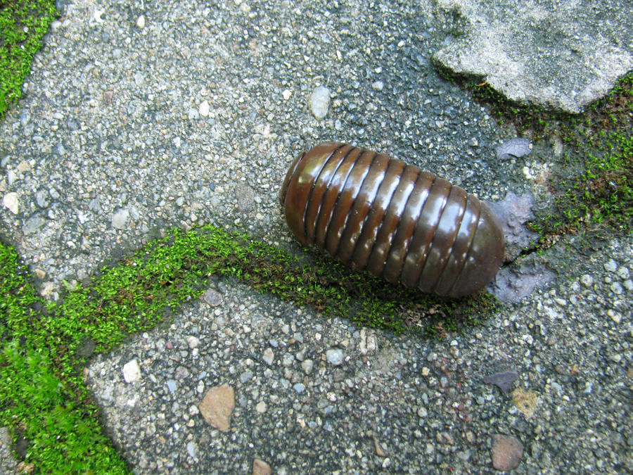 Armored Bug by gammill on DeviantArt