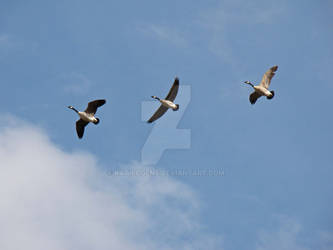 Patterns of Flight