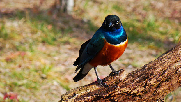 Superb Starling