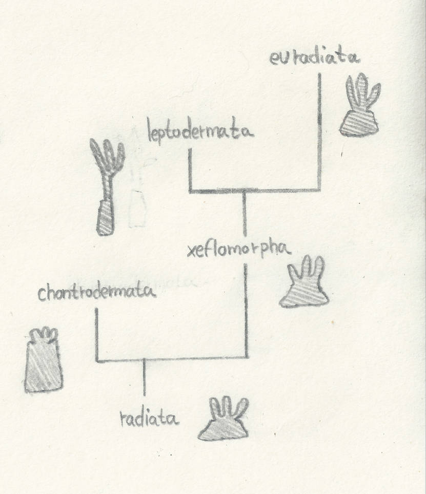 radiata cladogram : ancestral oceans by ruli18life on DeviantArt
