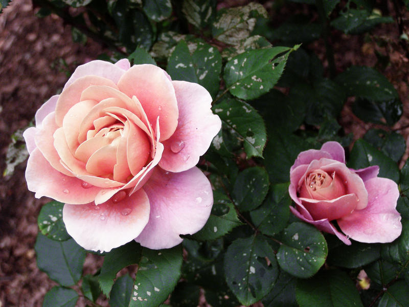 Roses 1 by abstrakt117 on DeviantArt