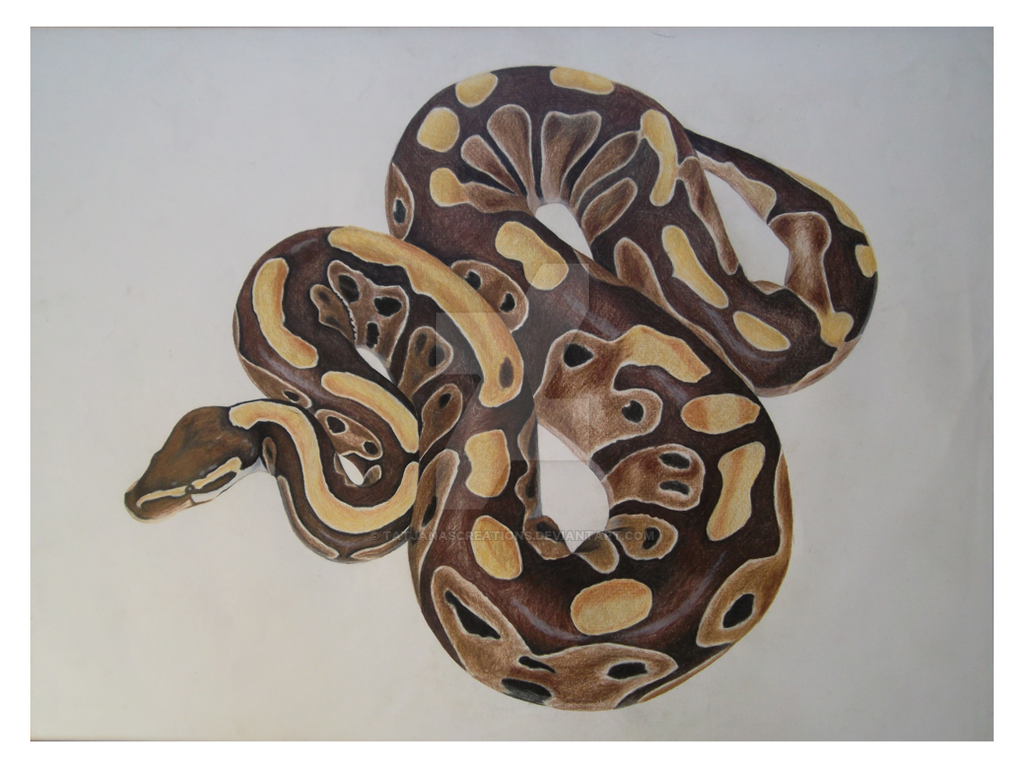 Ball Python Drawing by TatjanasCreations on DeviantArt