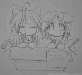 lucky star neko in a box X3