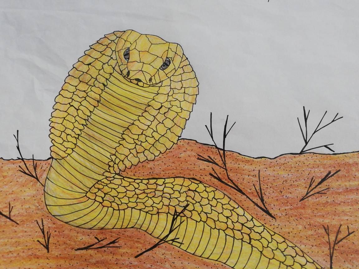 Cape Cobra By 1psittaco On Deviantart Cape Cobra By 1psittaco On Deviantart