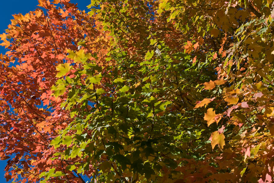 Progression by robin-lilly on DeviantArt