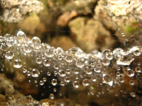 Drops of life