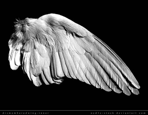 dismemberedwing-inner