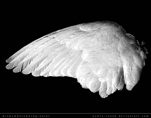 dismemberedwing-outer
