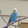 Budgies 2