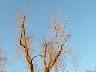 Willow Tree