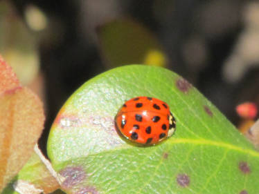 Ladybug