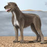 Irish wolfhound 2