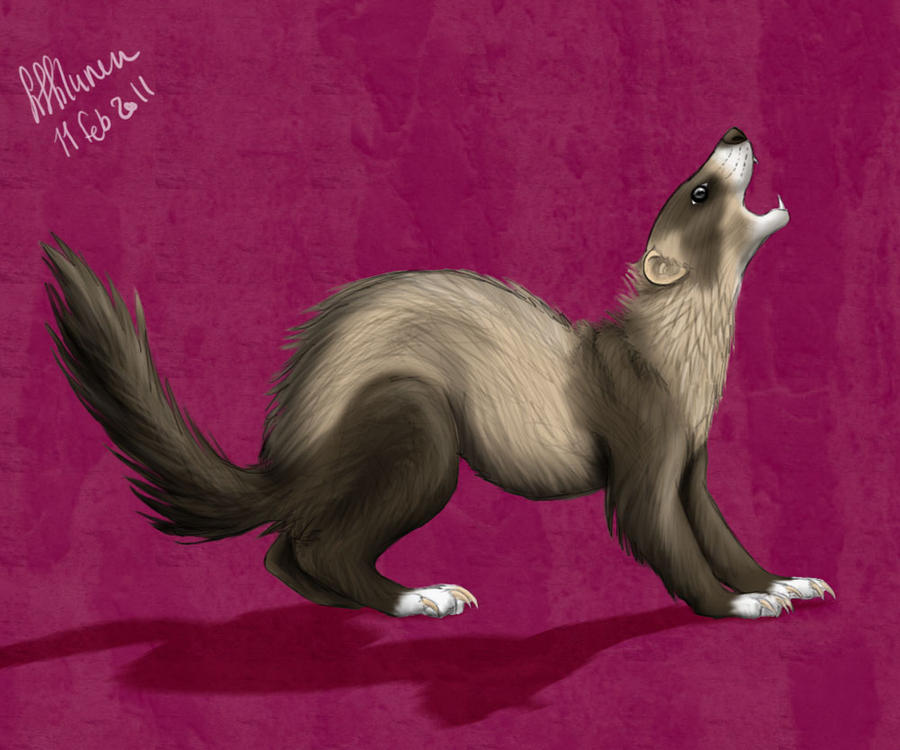 Random Ferret Random ferret by fiffiluren on DeviantArt