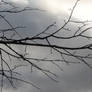 Branches