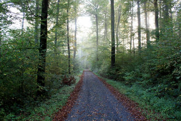 Wooded trail