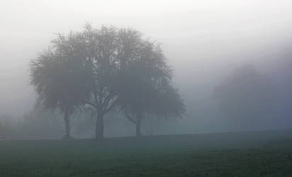 Trees in fog