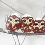 Owlets Snew