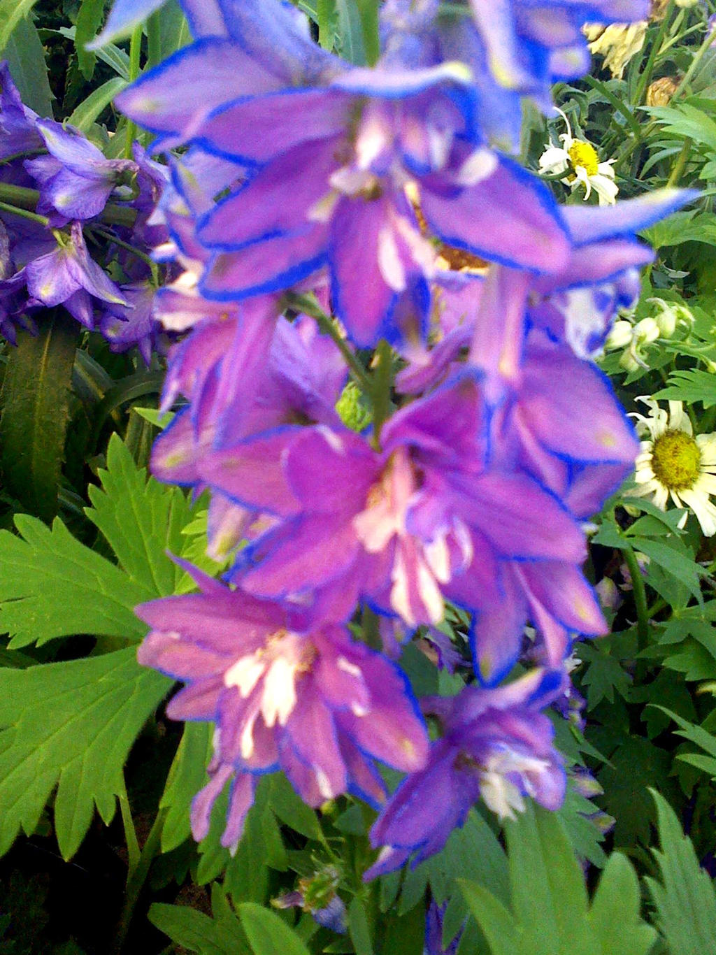 Delphinium and Daisies