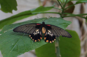 Papillon V
