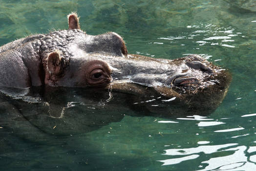 Explore The Best Hippopotame Art Deviantart Explore The Best Hippopotame Art Deviantart