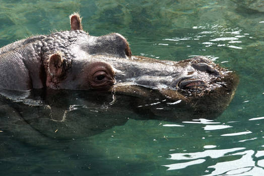 HIPPOPOTAME