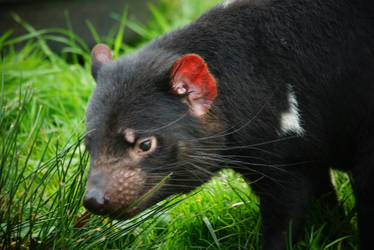 Explore The Best Tazmanie Art Deviantart Explore The Best Tazmanie Art Deviantart