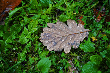 LE CHAGRIN DE LA NATURE