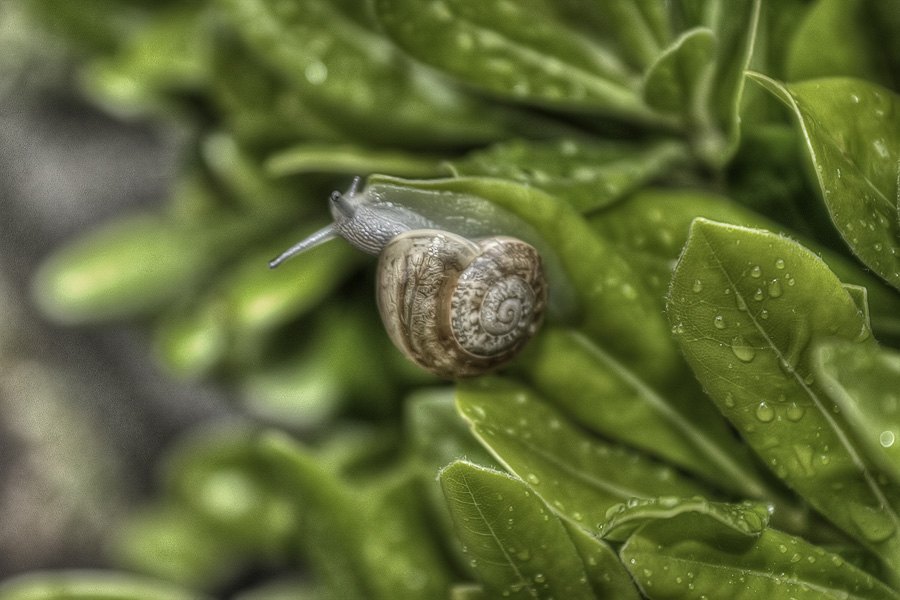 snail