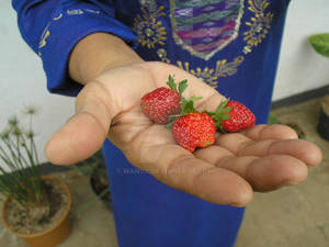 Strawberry in a Palm 2