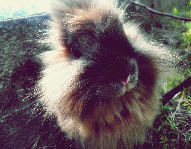 oh , my cute rabbit by iluuRagga on DeviantArt