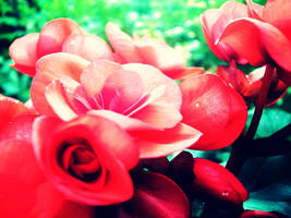 oh , red roses