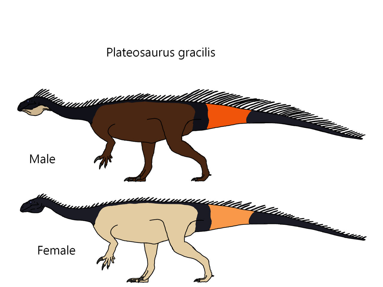 Plateosaurus gracilis by Draco300 on DeviantArt