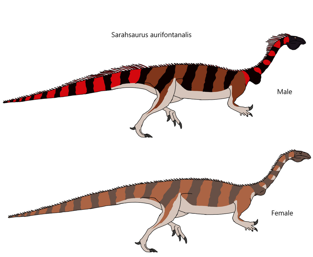 Sarahsaurus Sarahsaurus aurifontanalis by Draco300 on DeviantArt